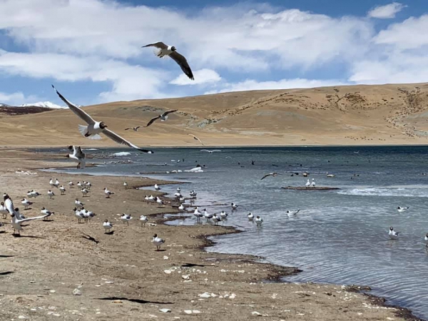 《西藏阿里行.29》當水鳥飛起的時候18