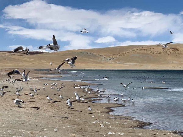 《西藏阿里行.29》當水鳥飛起的時候19