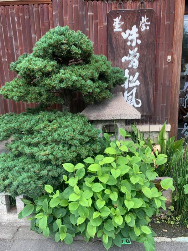 《俳句三人組的旅行.14》紫野松風ㄧ念間42