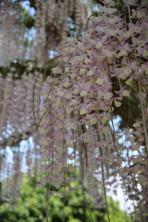 《浮光.12》老虎帶我去看花08