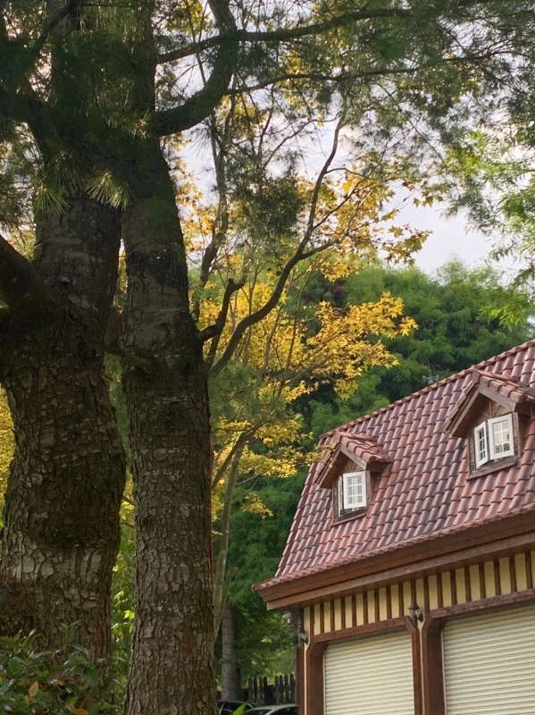 《南方旅行.暗空公園.5》來福居的檢討會08