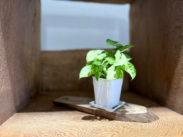 《如露.26》必需之「敝墟」12