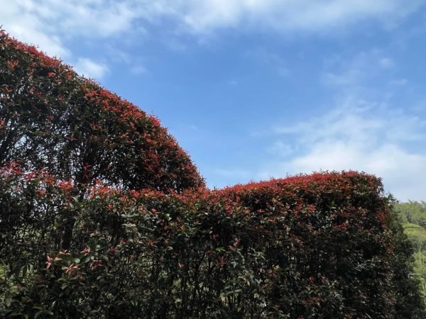 《如露.37》種樹的男人09