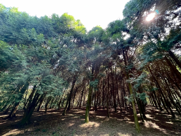 《如露.37》種樹的男人16