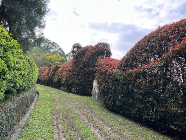 《如露.37》種樹的男人35