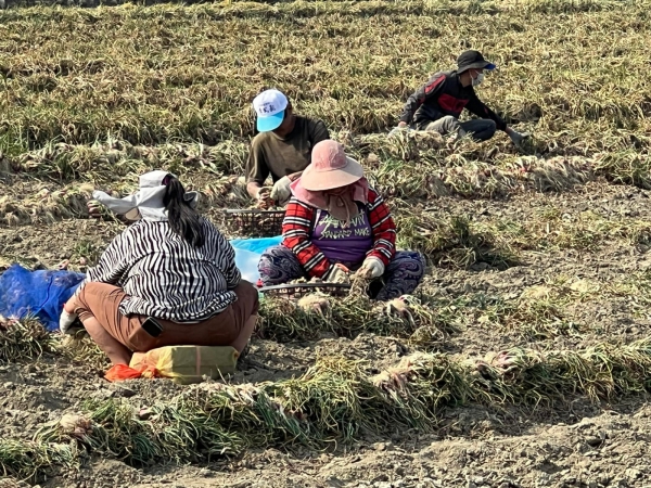 《如露.41》紅蔥頭01