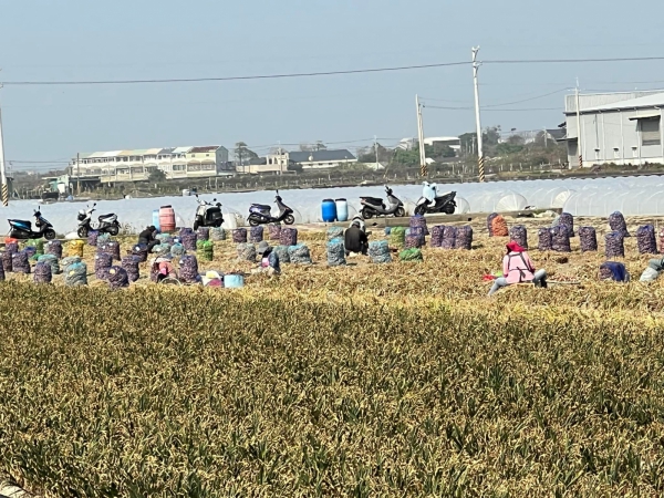 《如露.41》紅蔥頭02