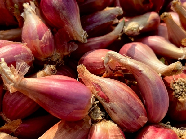 《如露.41》紅蔥頭03