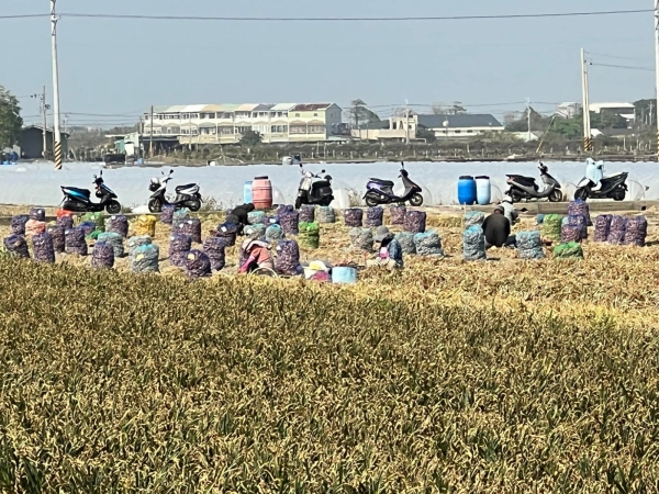 《如露.41》紅蔥頭04