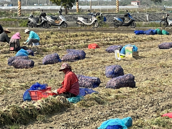 《如露.41》紅蔥頭05