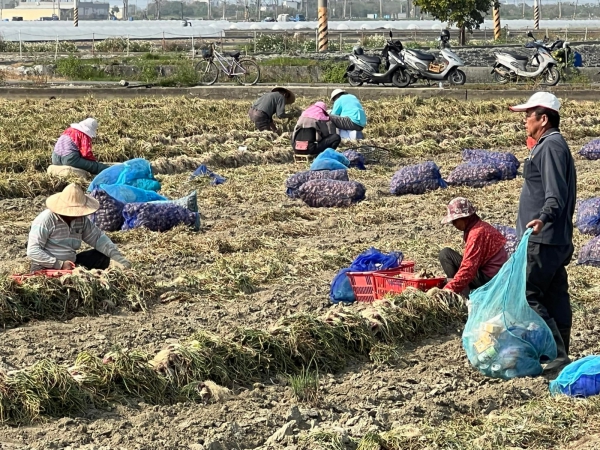 《如露.41》紅蔥頭06