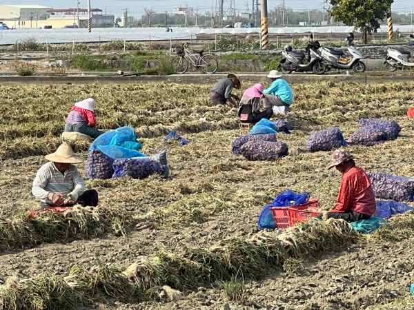 《如露.41》紅蔥頭07