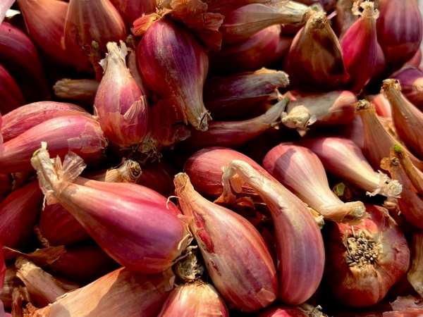 《如露.41》紅蔥頭08