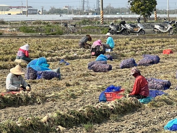 《如露.41》紅蔥頭09