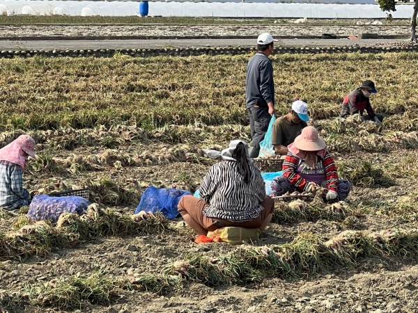 《如露.41》紅蔥頭10