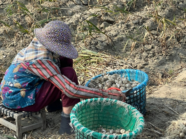 《如露.41》紅蔥頭11