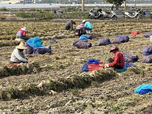 《如露.41》紅蔥頭12