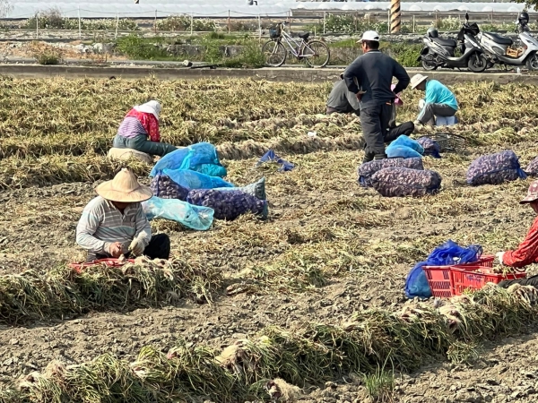 《如露.41》紅蔥頭13