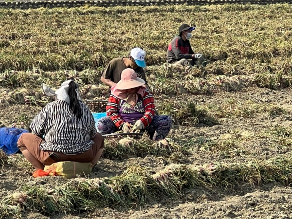 《如露.41》紅蔥頭14