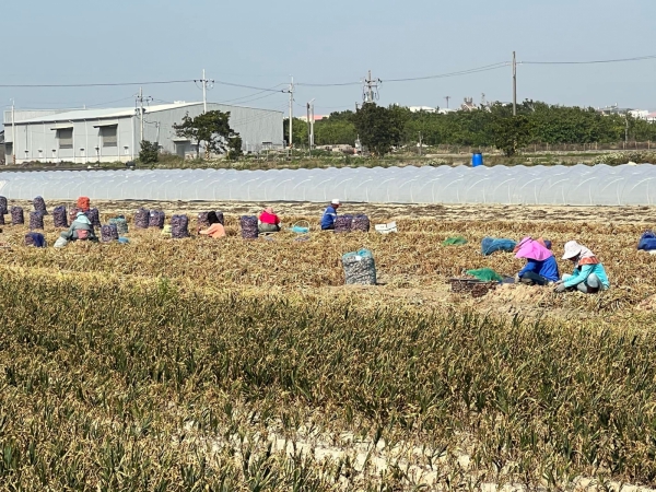 《如露.41》紅蔥頭15