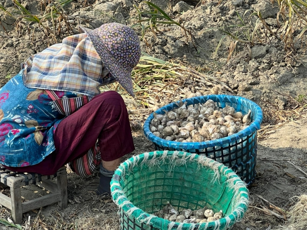 《如露.41》紅蔥頭16