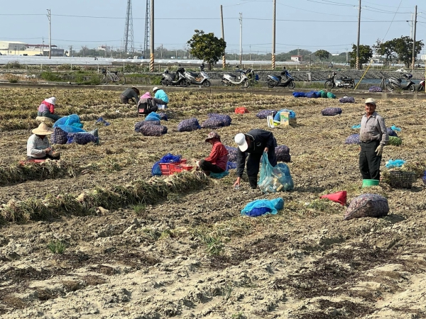 《如露.41》紅蔥頭17