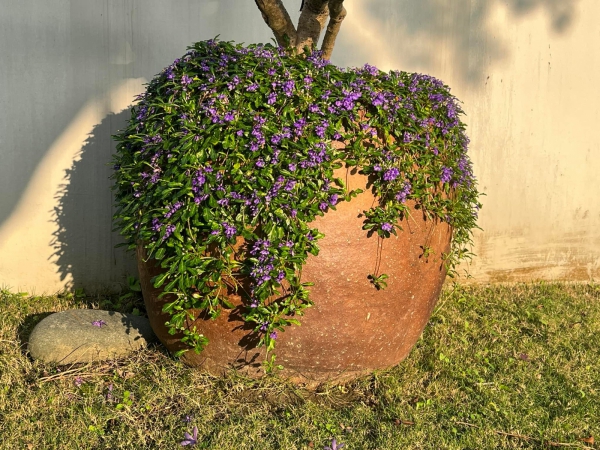 《如露.47》細節23