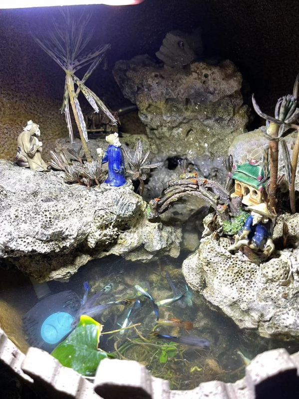 《如露.72》有魚02