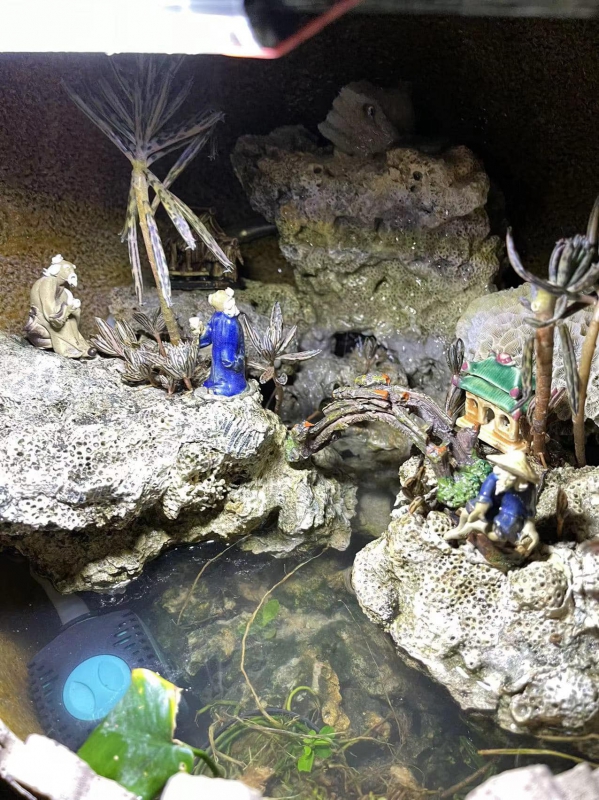 《如露.72》有魚05