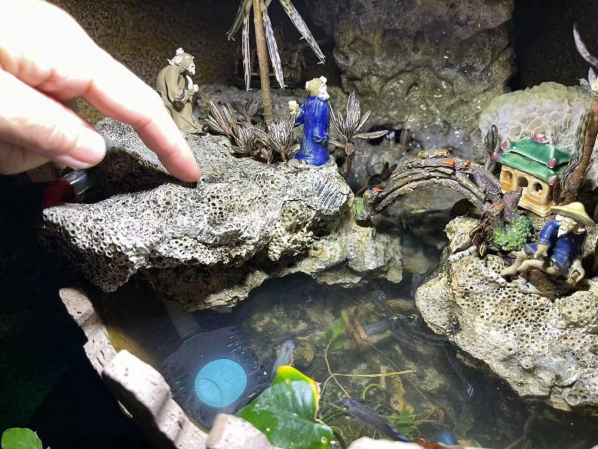 《如露.72》有魚10